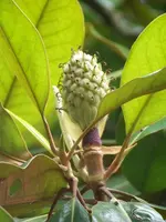 100_6525.webp