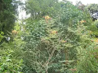 100_6529.webp