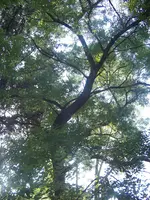 100_6593.webp