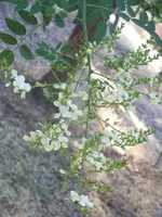 100_6591.webp