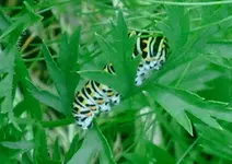 Schwalbenraupe2.webp