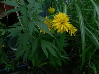 P1570376.webp