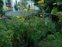P1570380.webp