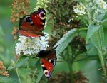 butterfly_Tagpfauenauge_auf weissem Sommerflieder3_800.JPG