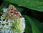 welcher Schmetterling ist das auf weissem Sommerflieder_800.JPG