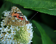 welcher Schmetterling ist das auf weissem Sommerflieder_800.webp