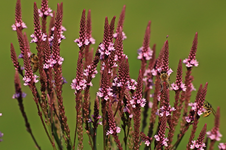 Bienen-Wespe an Verbena Blue Spires_800.webp