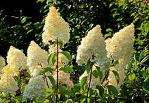 Vanilla fraise_03082015_800.webp