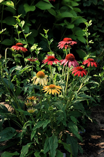 Echi Cheyenne Spirit_multicolor2_700.webp