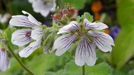 DSCN4782.webp