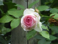 P1480116.webp