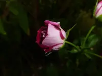 P1480165.webp