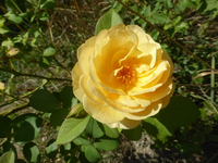P1480491.webp