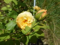 P1480489.webp