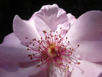 P1480463.webp