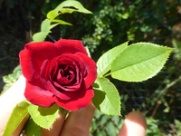 P1480473.webp