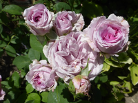 P1480428.webp