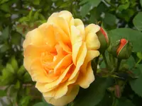 DSCN9698.webp