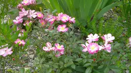 DSCN3130.webp