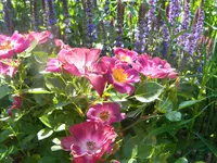 DSCN8922.webp