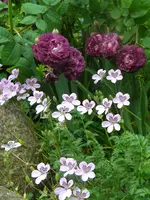 DSCN8930.webp