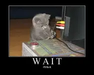 wait_fix_it_kitten.webp