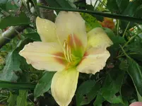 IMG_heavenly heavyland2_1067x800.webp