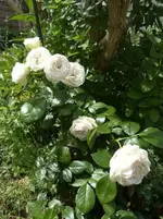 P1460387.webp P1460387.webp