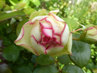 P1440749.webp P1440749.webp