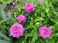 P1090131.webp P1090131.webp