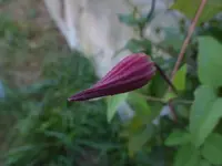P1480278.webp