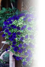 DSC08284.webp