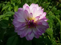 Dalie rosa.webp