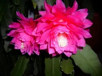 Epi.webp