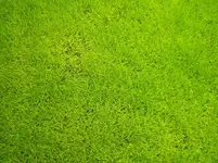 Rasen 5 Wochen.webp