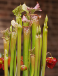 Sarracenia-leucophylla_.png