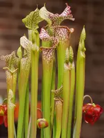 Sarracenia-leucophylla_.webp