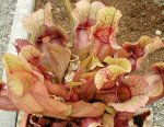 Sarracenia purpurea .jpg