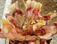 Sarracenia purpurea .webp