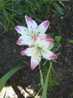 neu 028.webp
