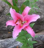 neu 053.webp