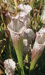Sarracenia_leucophyllalarge.webp