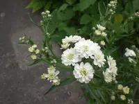 Garten Juli5 002.webp