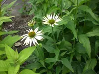 Garten Juli5 003.webp