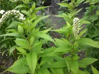 Garten Juli5 004.webp