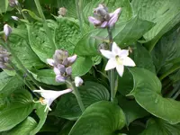 Garten Juli5 005.webp