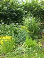 Garten Juli5 007.webp