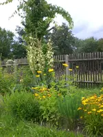 Garten Juli5 008.webp