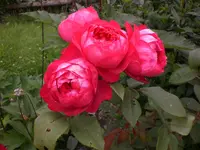 Garten Juli5 010.webp