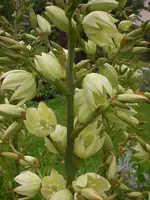 Garten Juli5 014.webp